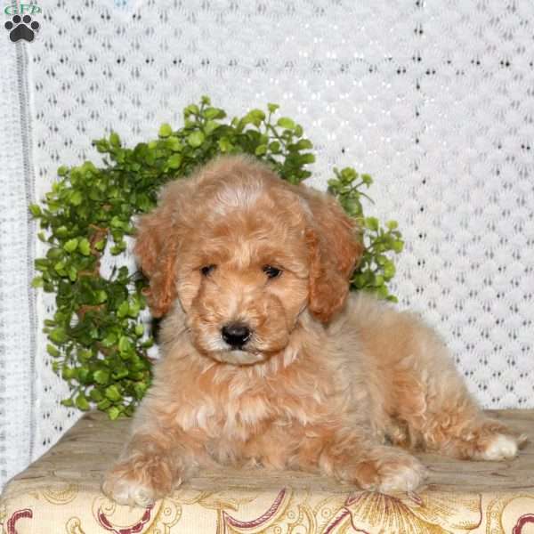 Maple, Mini Goldendoodle Puppy