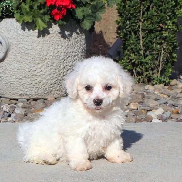 Maple, Bichon Frise Puppy