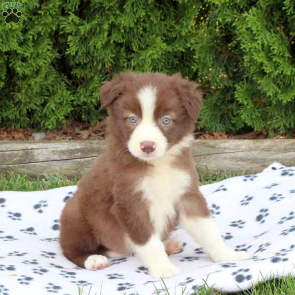 Mara, Border Collie Puppy