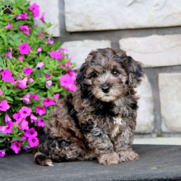 Marcus, Cockapoo Puppy