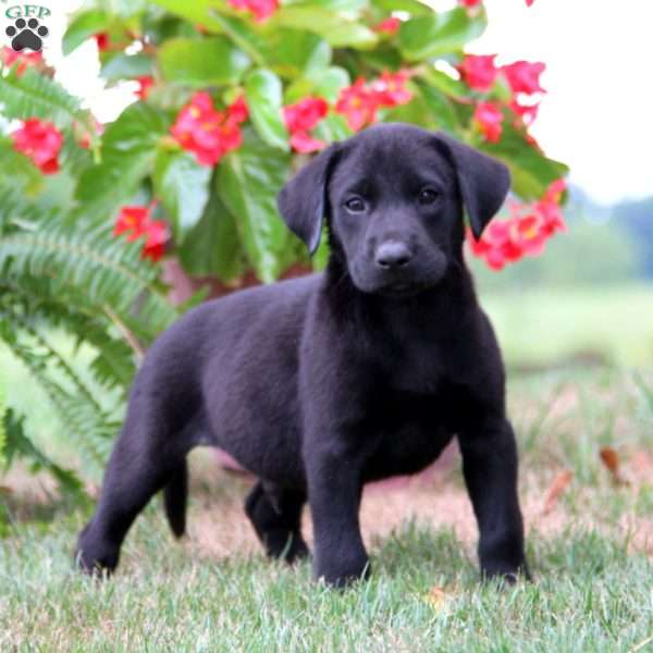 Marcus, Labrador Mix Puppy