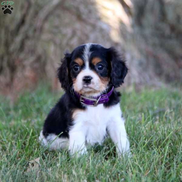 Marcus, Cavalier King Charles Spaniel Puppy