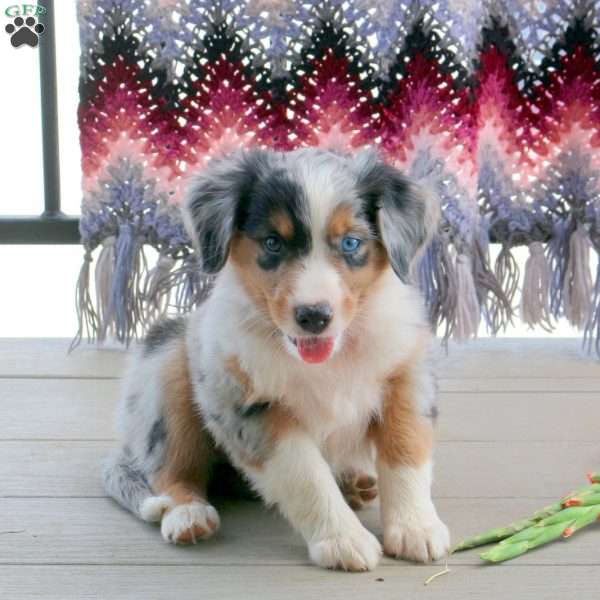 Mardy, English Shepherd Mix Puppy