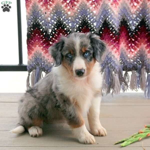 Maria, English Shepherd Mix Puppy