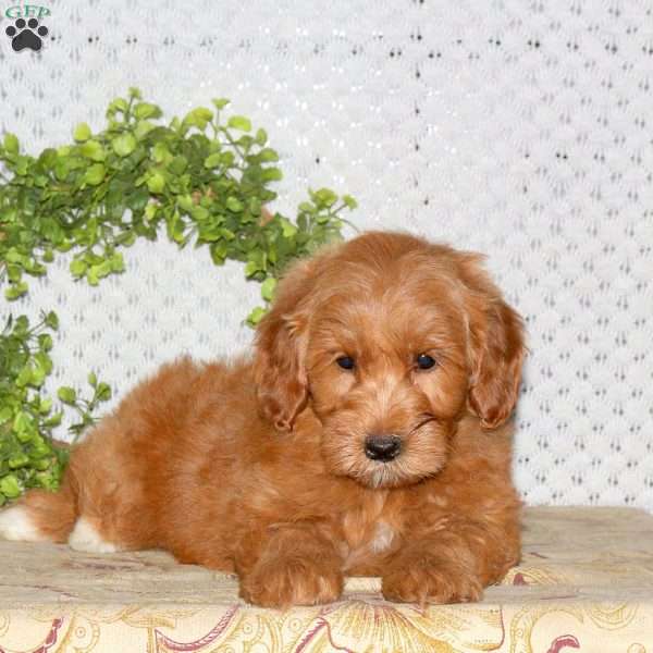 Marigold, Mini Goldendoodle Puppy