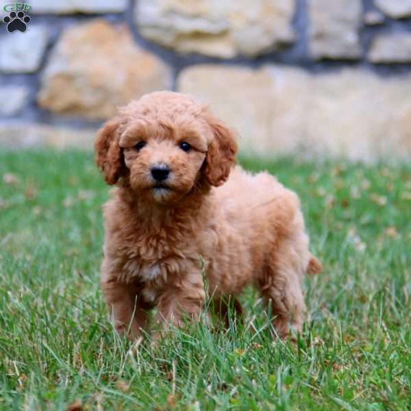 Marisa, Mini Goldendoodle Puppy