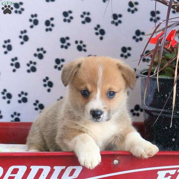 Markie, Pembroke Welsh Corgi Puppy