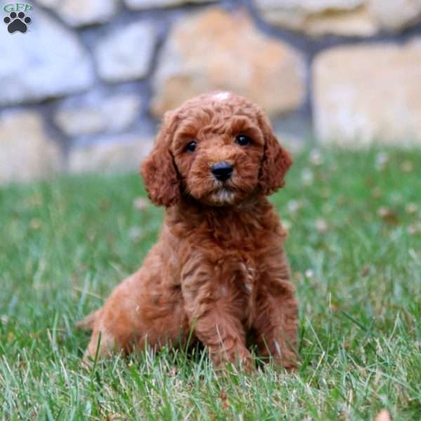 Marlee, Mini Goldendoodle Puppy