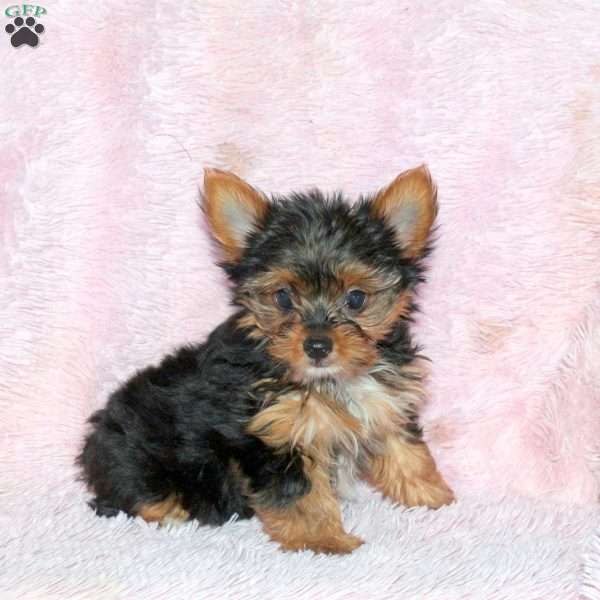 Marlene, Yorkie Puppy