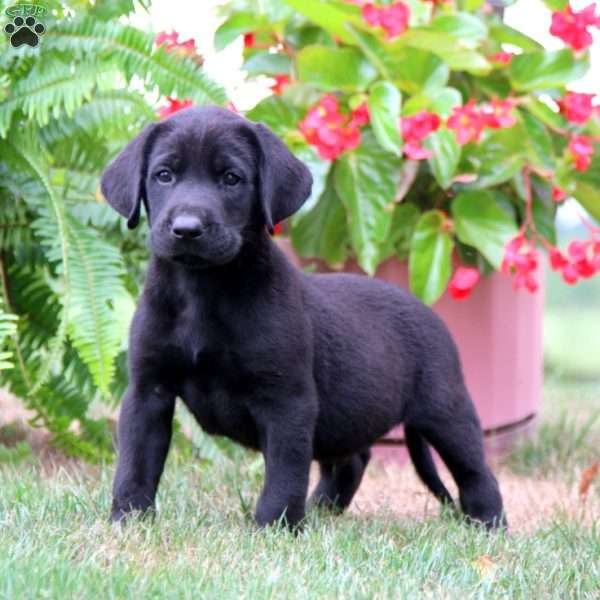 Marlin, Labrador Mix Puppy