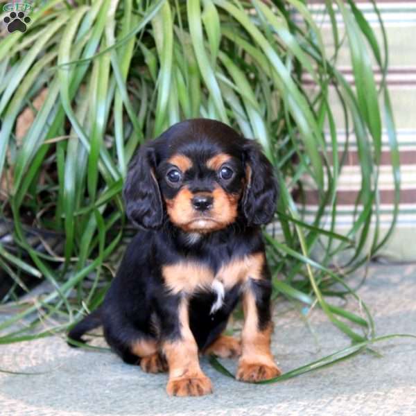 Marlin, Cavalier King Charles Spaniel Puppy