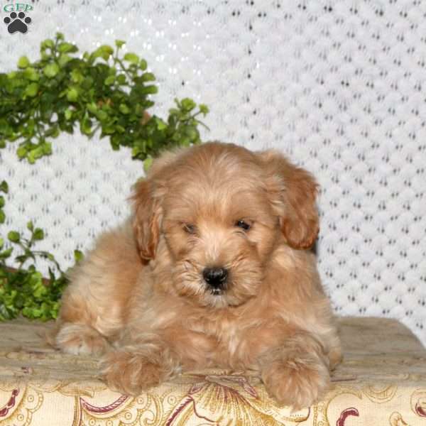 Marlo, Mini Goldendoodle Puppy