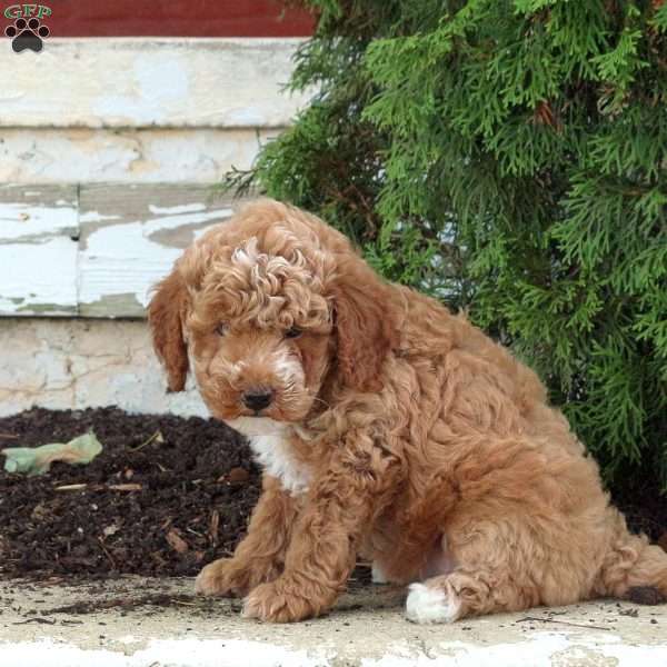 Mars, Mini Goldendoodle Puppy