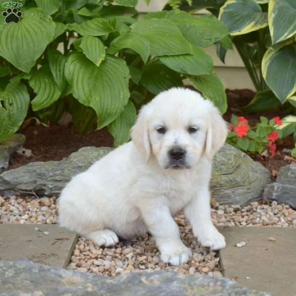 Marshall, English Cream Golden Retriever Puppy