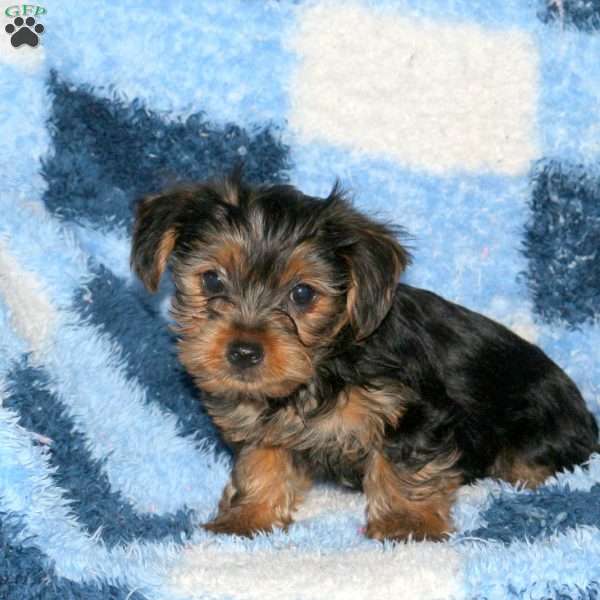 Marshall, Yorkie Puppy