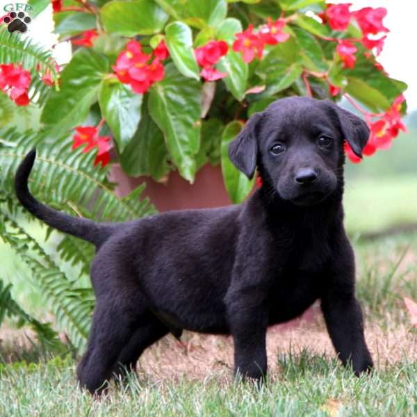 Marshall, Labrador Mix Puppy