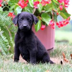 Marshall, Labrador Mix Puppy