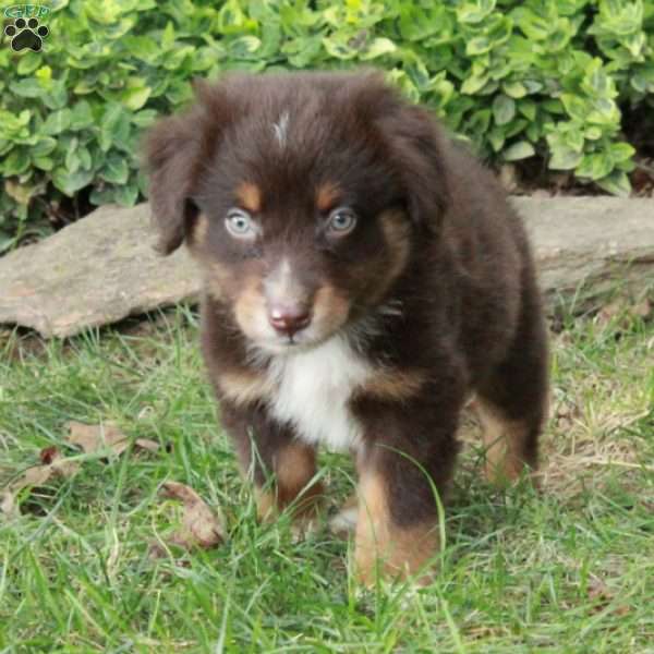 Martin, Australian Shepherd Puppy