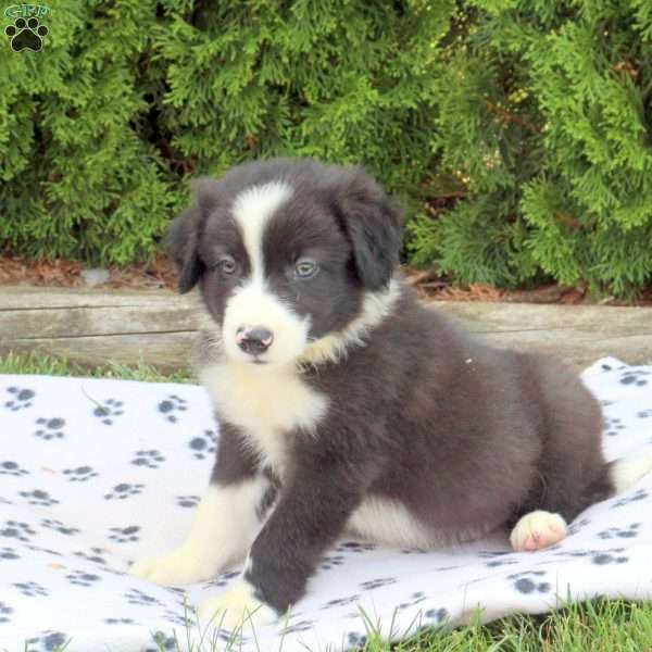 Marvel, Border Collie Puppy