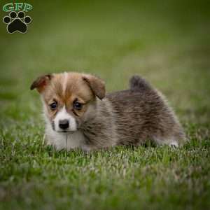 Mary, Pembroke Welsh Corgi Puppy