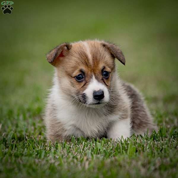 Mary, Pembroke Welsh Corgi Puppy