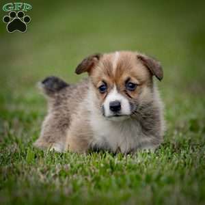 Mary, Pembroke Welsh Corgi Puppy