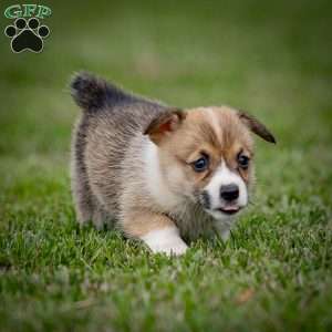 Mary, Pembroke Welsh Corgi Puppy