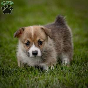 Mary, Pembroke Welsh Corgi Puppy