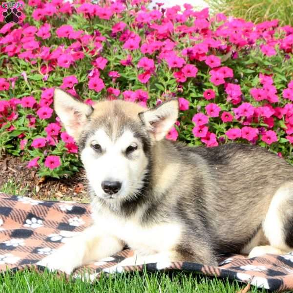 Mary, Alaskan Malamute Puppy