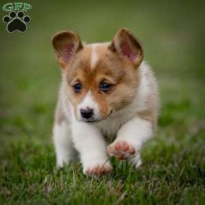 Masha, Pembroke Welsh Corgi Puppy