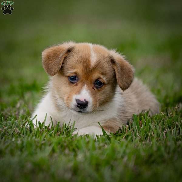 Masha, Pembroke Welsh Corgi Puppy