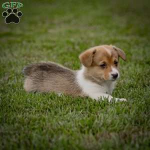 Masha, Pembroke Welsh Corgi Puppy