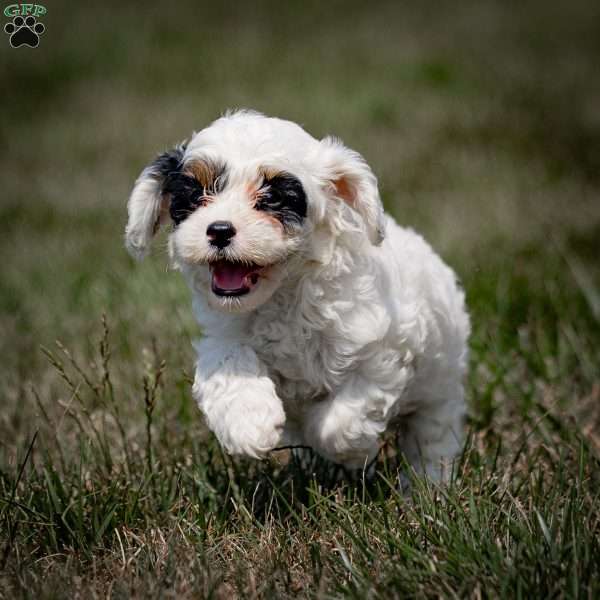 Max, Cavapoo Puppy