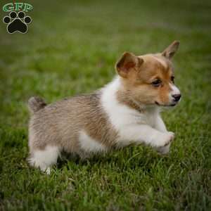 Masha, Pembroke Welsh Corgi Puppy