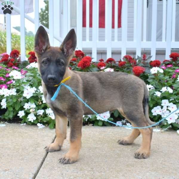 Mason, German Shepherd Puppy