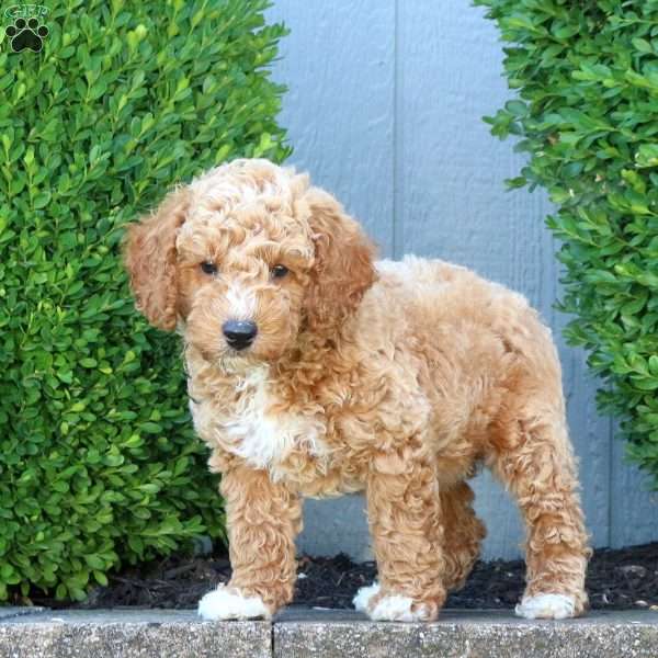 Mason, Miniature Poodle Puppy