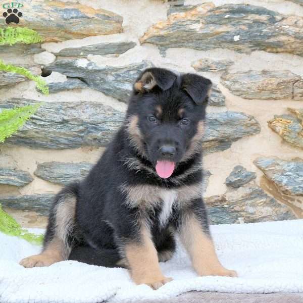 Mason, German Shepherd Puppy