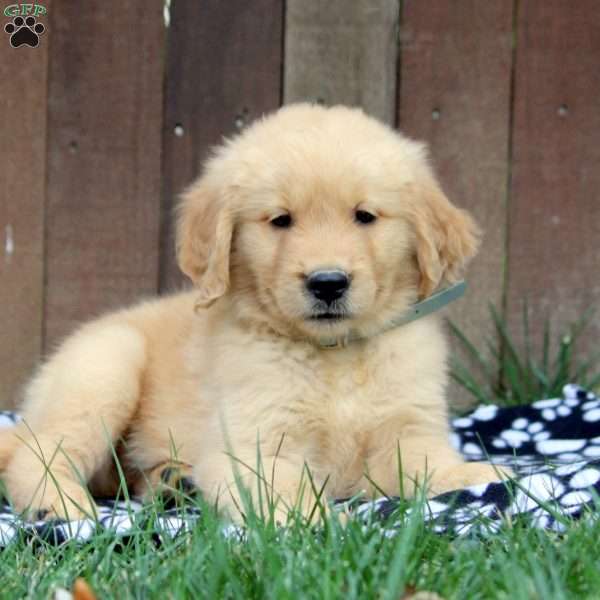 Mason, Golden Retriever Puppy