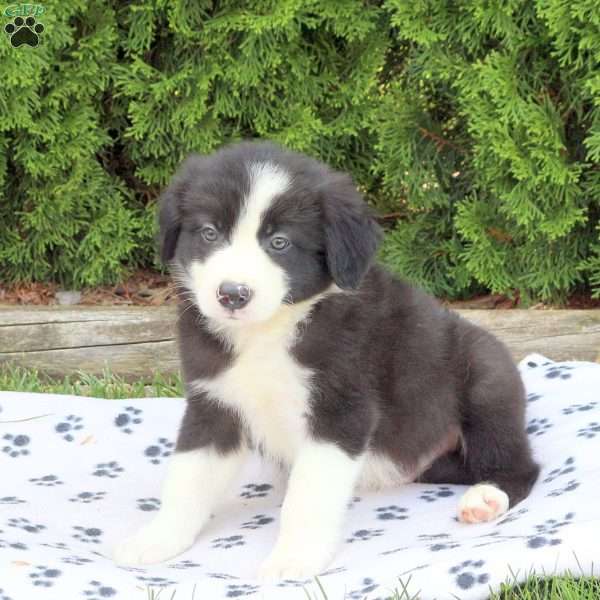 Mason, Border Collie Puppy