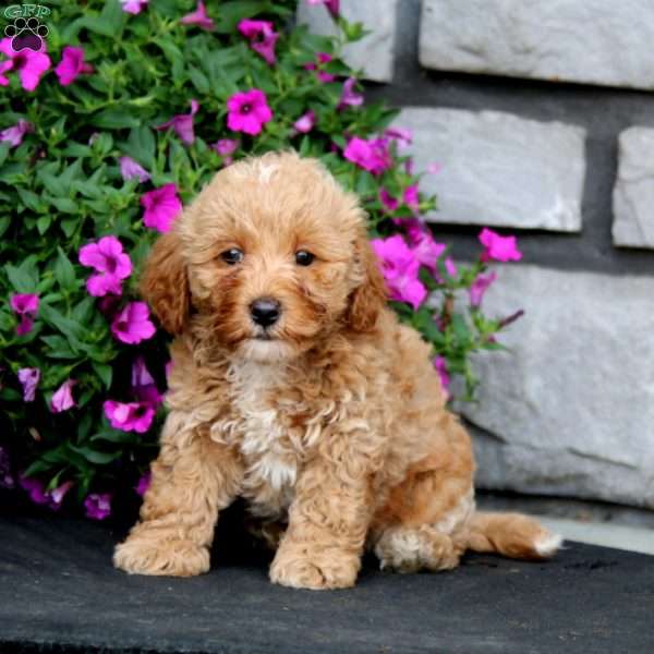 Mason, Cockapoo Puppy