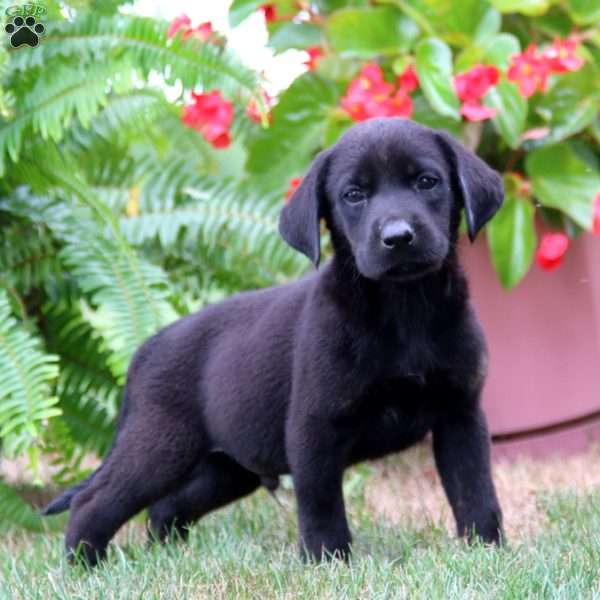 Mason, Labrador Mix Puppy