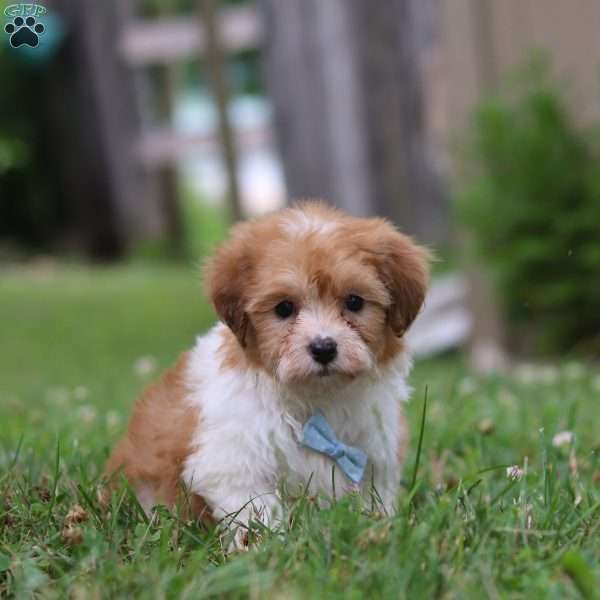 Mason, Shih-Poo Puppy