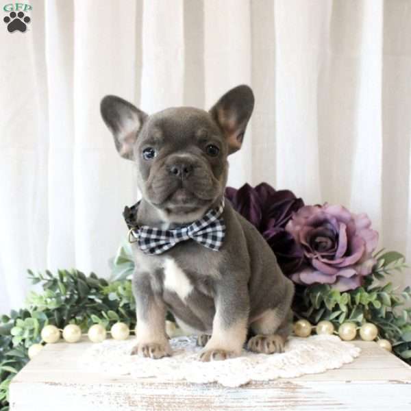 Masterpiece, French Bulldog Puppy