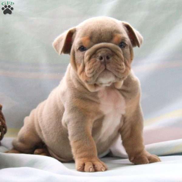 Matt, English Bulldog Puppy