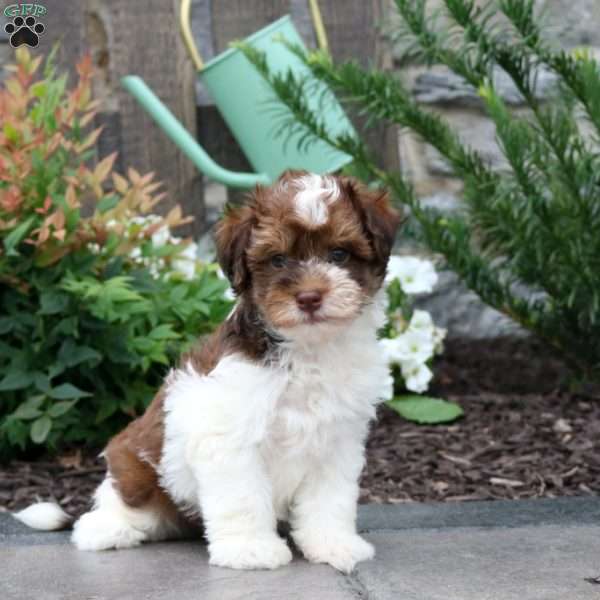 Matthew, Havanese Puppy