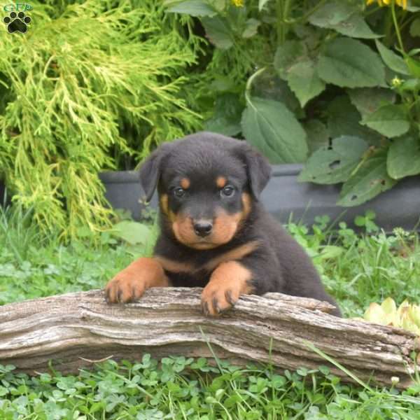 Maverick, Rottweiler Puppy