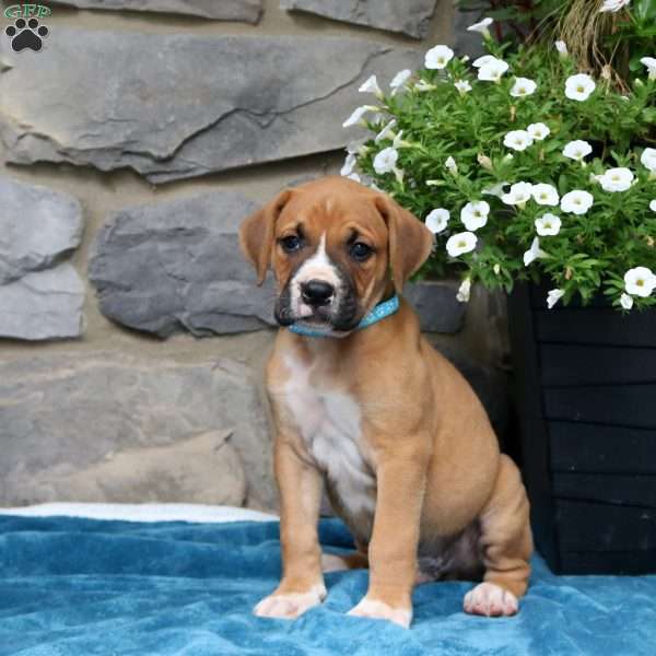 Maverick, Boxador Puppy