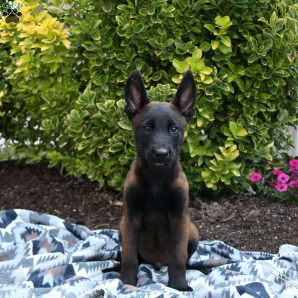 Maverick, Belgian Malinois Puppy