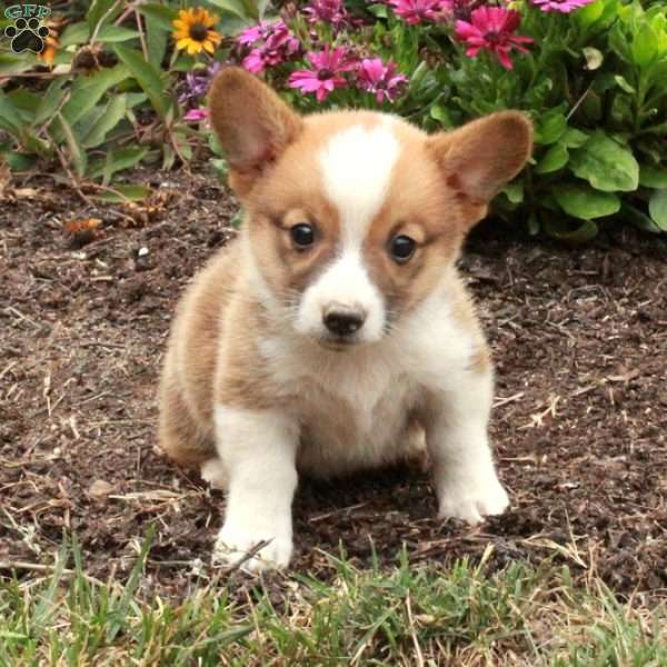 Max, Pembroke Welsh Corgi Puppy