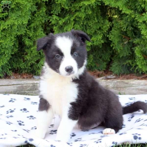 Max, Border Collie Puppy